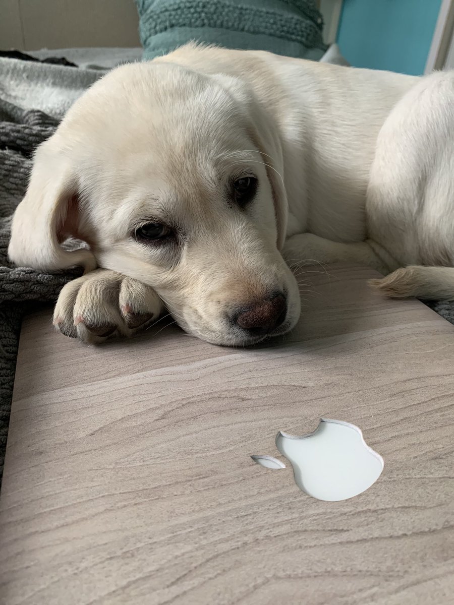 Hurl_gurl's tweet photo. @Apple sponsor her https://t.co/QvwxyUCTPd