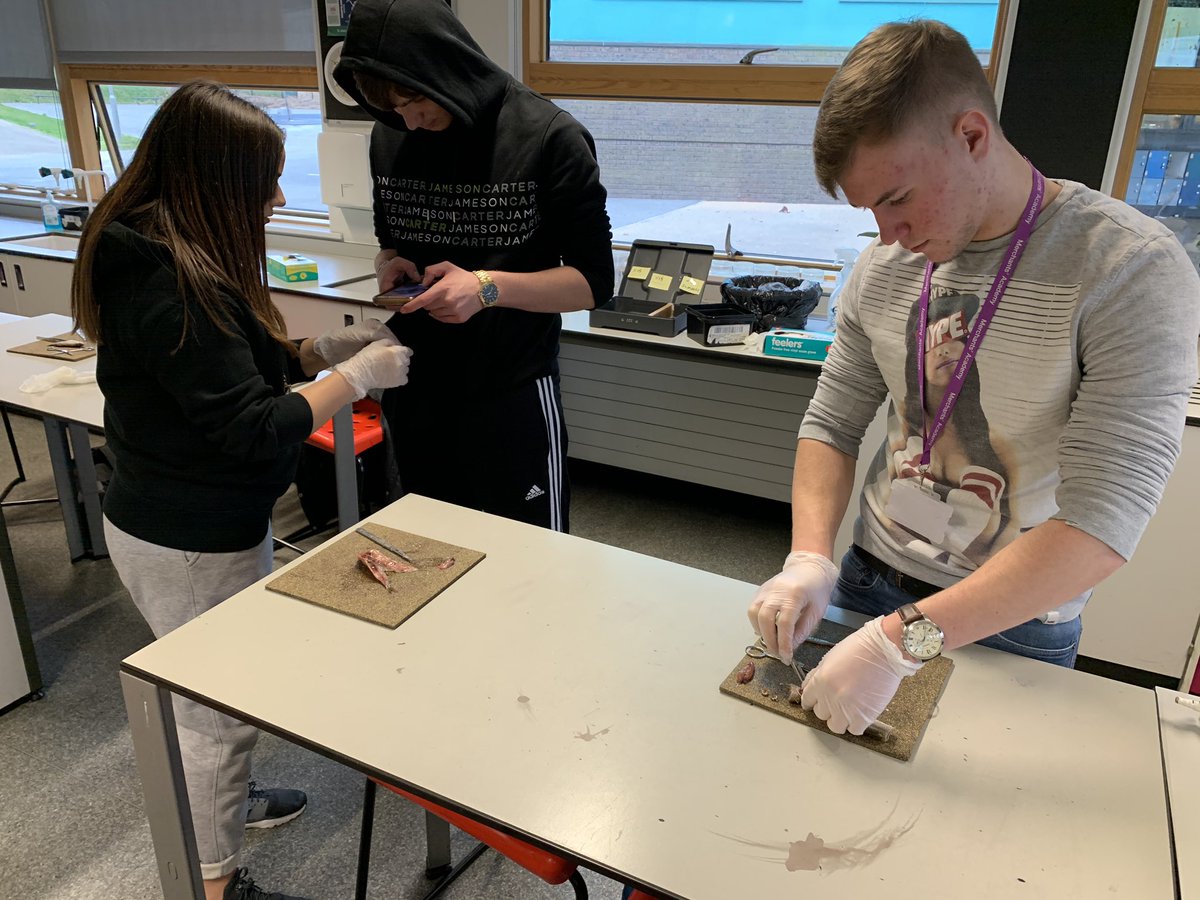 MA16_SixthForm's tweet photo. Mr Marshall-Aherne and lower sixth biology students dissect fish to investigate the adaptations of single circulatory systems compared with double. Some students however, were less than keen to take part... #explorediscoversucceed @VenturersTrust @MerchantsAc https://t.co/AOSZp9MloO