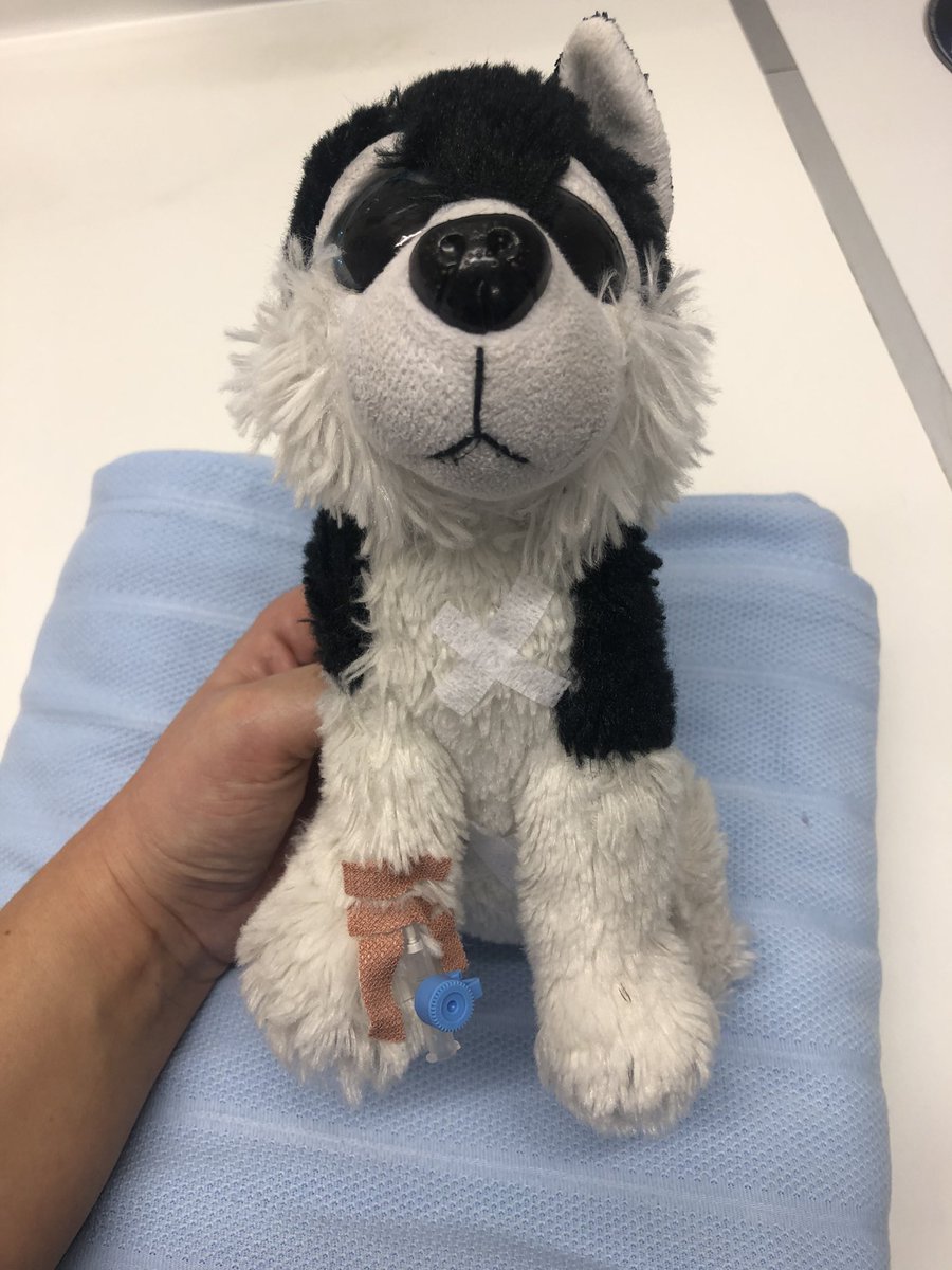 PUNCMeganB's tweet photo. This is why I love Paediatric nursing 😊 a lovely surgeon put a cannula in doggy to ease the anxieties! Great play utility 🩹👩🏽‍⚕️🐶 @UHP_NHS @MatronDykes https://t.co/iH4oUqin7E