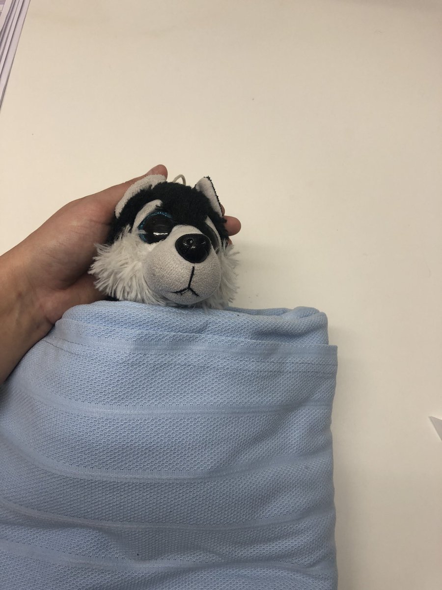 PUNCMeganB's tweet photo. This is why I love Paediatric nursing 😊 a lovely surgeon put a cannula in doggy to ease the anxieties! Great play utility 🩹👩🏽‍⚕️🐶 @UHP_NHS @MatronDykes https://t.co/iH4oUqin7E