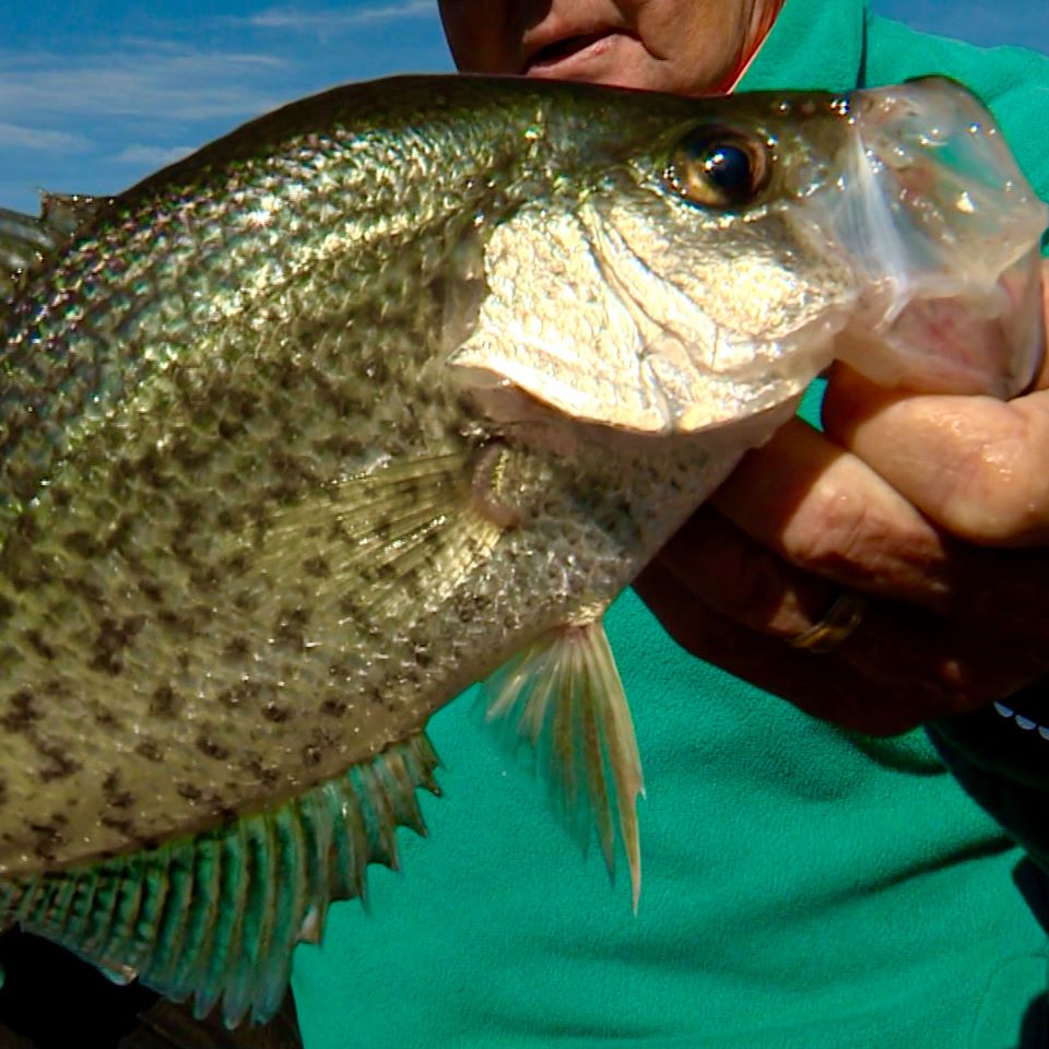 Bill Dance tweet media