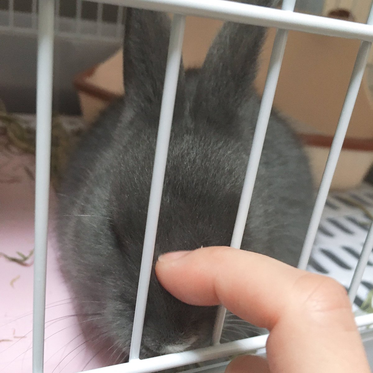 aoiUouoU's tweet photo. なでなで好きでいてほしい…

2020/1/3
#うさぎのいる生活
#うさすたぐらむ
#うさぎと暮らす
#うさぎ
#ミニうさぎ
#うさぎ好きさんと繋がりたい
#rabbit
#grayrabbit https://t.co/Dr7eeUh93Z