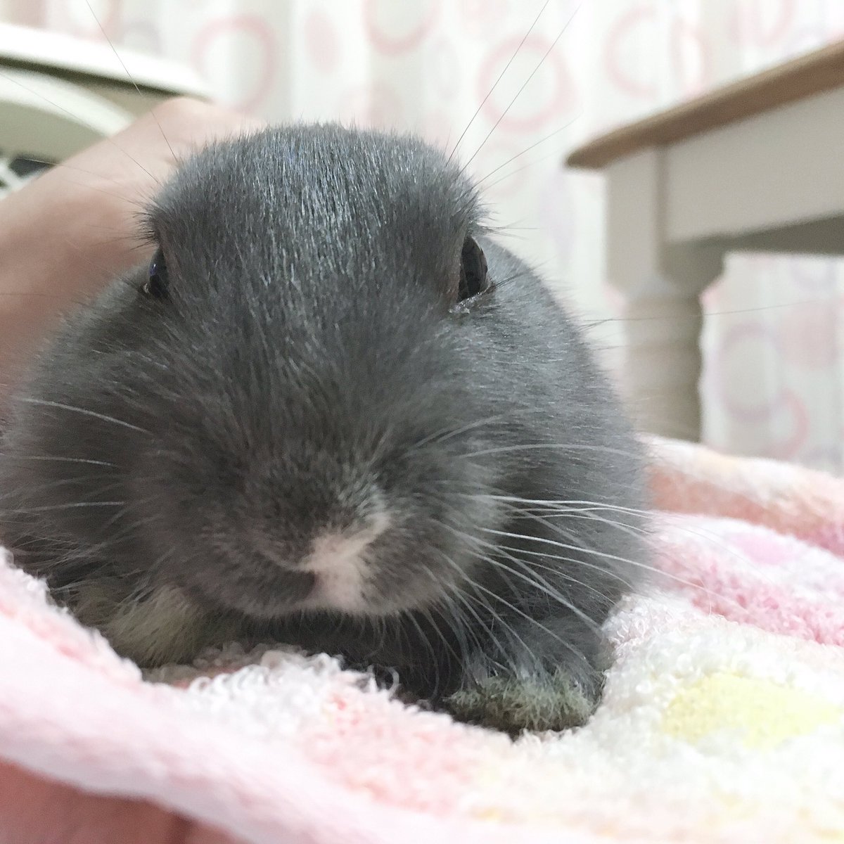 aoiUouoU's tweet photo. なでなで好きでいてほしい…

2020/1/3
#うさぎのいる生活
#うさすたぐらむ
#うさぎと暮らす
#うさぎ
#ミニうさぎ
#うさぎ好きさんと繋がりたい
#rabbit
#grayrabbit https://t.co/Dr7eeUh93Z