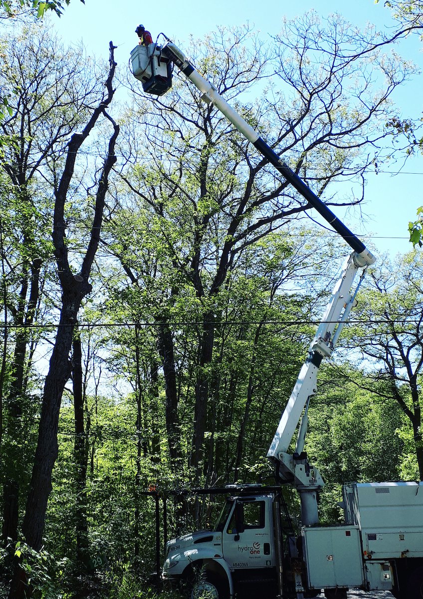 Power Workers Union On Twitter Thank You To Our Member Kyle Shearson For Sharing This Photo Of A Forestry Apprentice Removing A Dead Tree Did You Know That Pwu Members In Hydroone