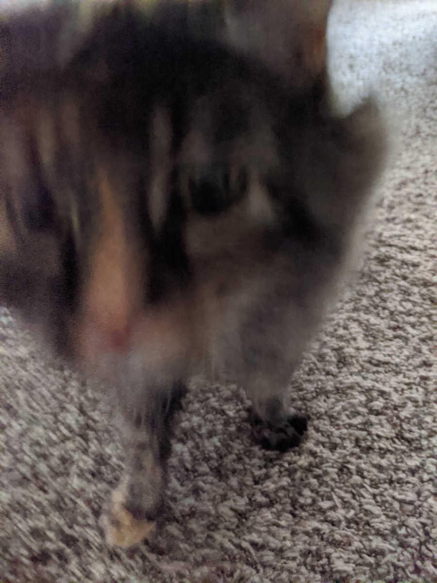admiralkittie's tweet photo. bvcc          mnmjhgyttyhyuy https://t.co/PFBfdWbkIi