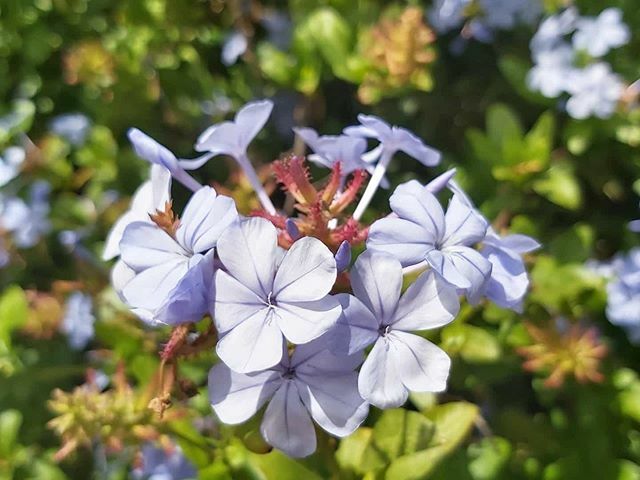 losagapantos's tweet photo. #PLUMBAGO o jazmín del cielo! 🌈
Este maravilloso arbusto tiene características de enredadera, ya que sus ramas crecen libremente por cualquier soporte que encuentren!
Resistente a la sequía y con floración durante todo el verano ☀️ qué mejor?! Se rec… https://t.co/V1OEf7N5zR https://t.co/OrUTnSkuOy