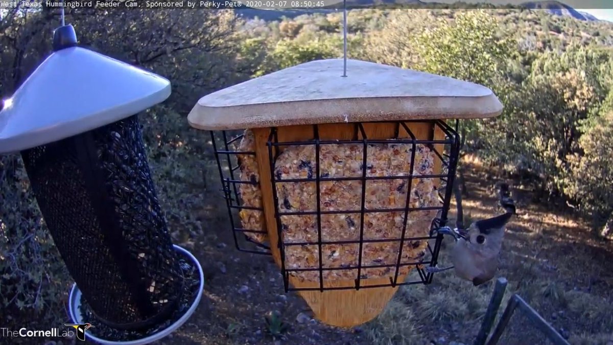 West Texas Hummers Texashummers Twitter