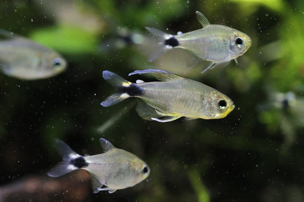 ベールフィンテトラ