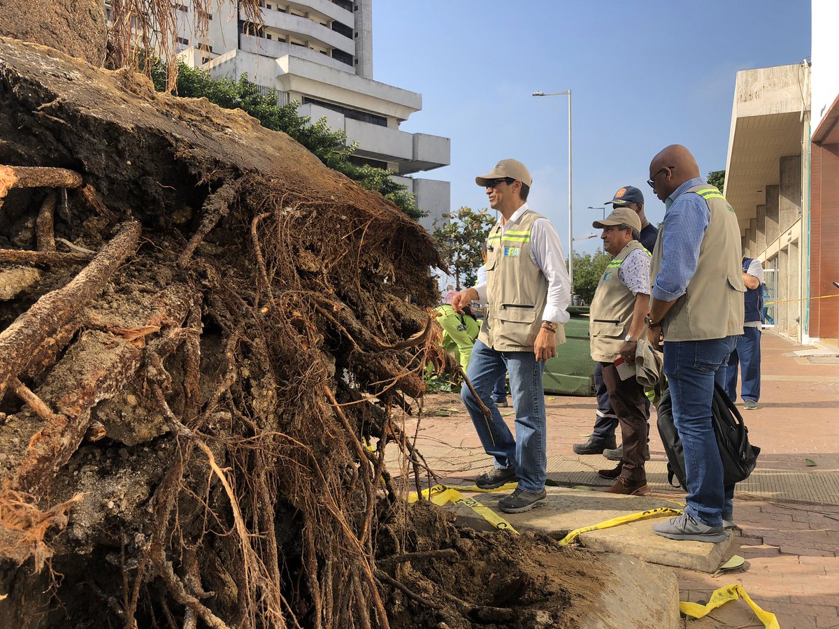 jmouthon's tweet photo. Salvemos nuestro palo de caucho. Hoy iniciamos la tarea de resiembra del árbol emblemático. Después le cuidaremos para su recuperación. Una tarea que requiere paciencia para conservar la vida https://t.co/bZhFImerJ3