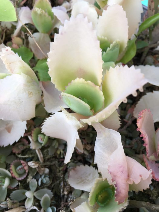 もじゃさんの多肉垢 Twitterissa この時期にボーっとして水やりをした結果 温室を壊滅状態にした苦い記憶 なので ほぼあげてないです 多肉植物への フバーハ は乾燥させることでかかります 凍った時の反省が記されております T Co 5u5omagxen も