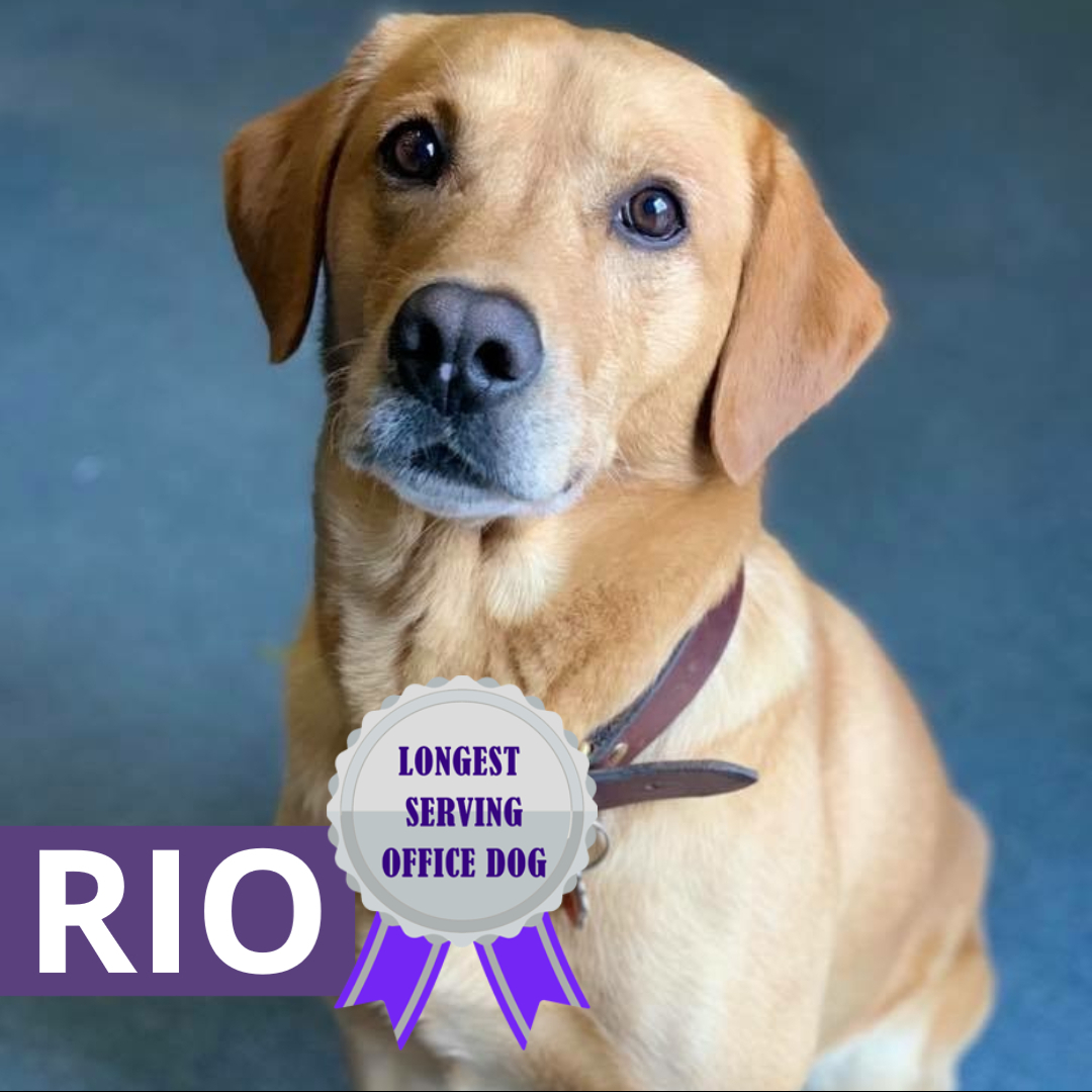 Vetstream's tweet photo. We can now reveal the winners of the 2020 Vetstream Office Dog Awards!

And you guessed it, Cutest Canine was awarded to... Rosie 🎉 with 37.5% of the vote. Gus came in 2nd followed by Sydney in 3rd. 

#Oscars2020 https://t.co/3W68VgSMOg