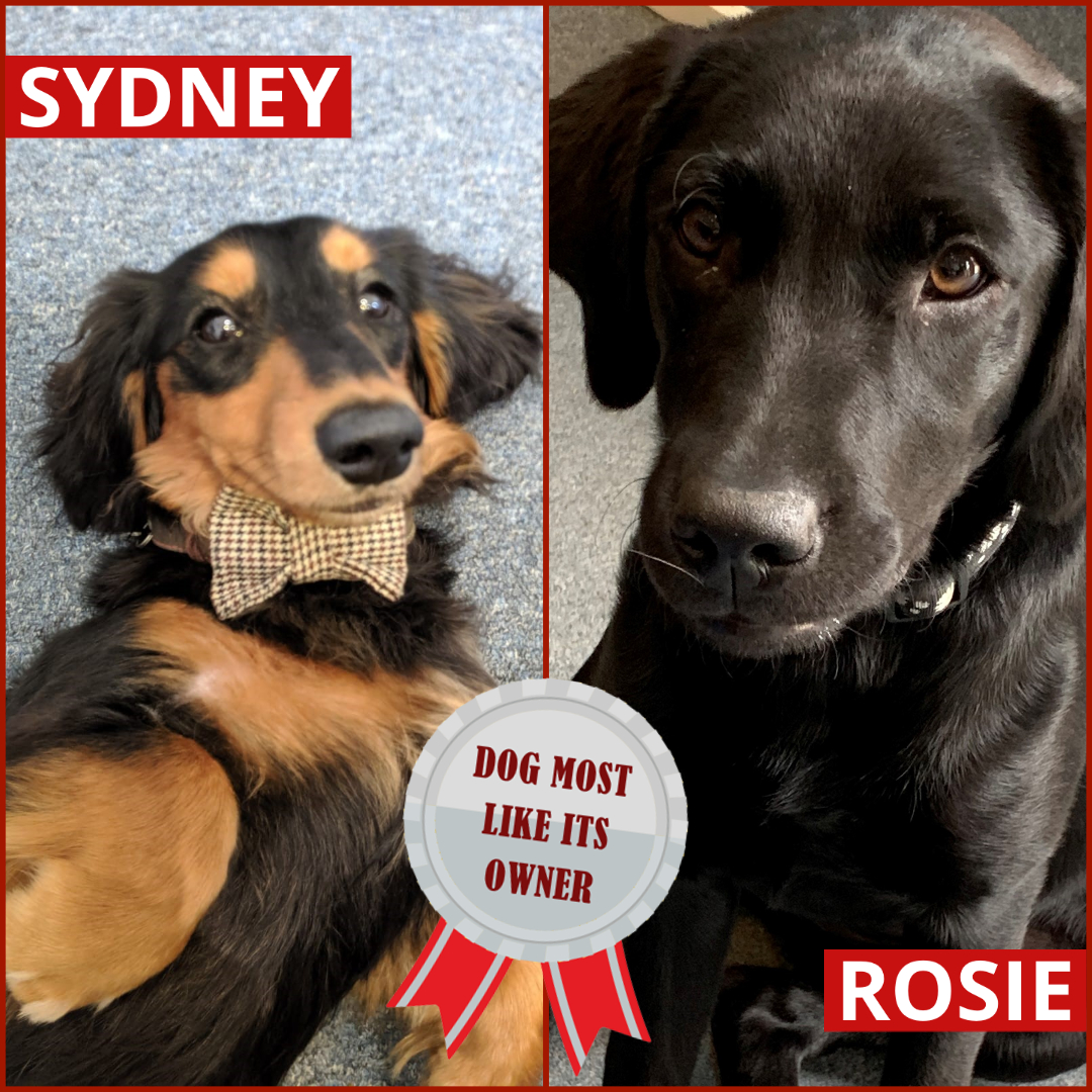 Vetstream's tweet photo. We can now reveal the winners of the 2020 Vetstream Office Dog Awards!

And you guessed it, Cutest Canine was awarded to... Rosie 🎉 with 37.5% of the vote. Gus came in 2nd followed by Sydney in 3rd. 

#Oscars2020 https://t.co/3W68VgSMOg