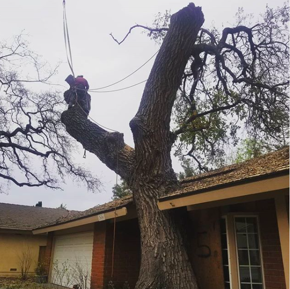 YourWayTreeServ's tweet photo. Removals and trimming services ready for you!
Give us a call for your free estimate.
☎️ (818)882-2335
🌐https://t.co/QP1naOySJR
#treeremovallosangeles #treecareservices #treeremovalservices #treetrimminglosangeles #treeserviceslosangeles #residentialtreeserviceslosangeles https://t.co/0Ud1vj1Ro9