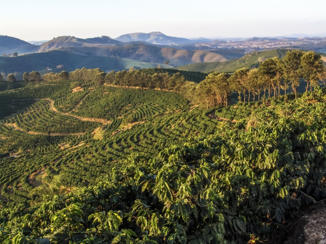 nigelrcarter's tweet photo. #Blockchain can trace coffee from the field to your mug. @VoiceonGrowth examines an entire industry undergoing #DigitalTransformation #tech https://t.co/ftzgWbkAW2 https://t.co/huEC5bZN0G