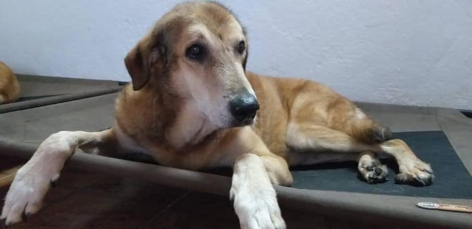 citynewscalgary's tweet photo. Rescue agency furious over WestJet changes for transporting dogs
https://t.co/UuRbl7PcG4
#yyc #WestJet #dogs #travel https://t.co/JZVAfIu0F6