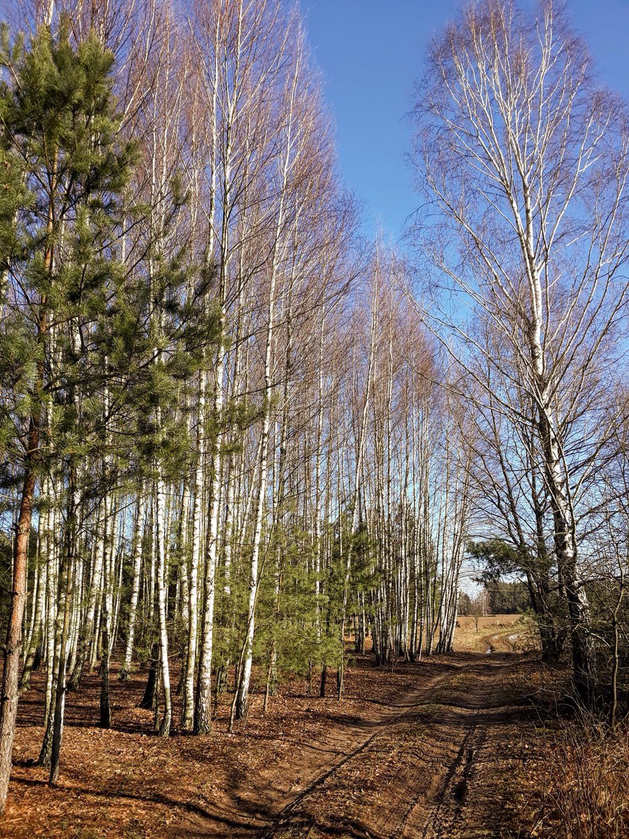 MeteoinfoLMOSPL's tweet photo. 7.02.2020 #Wiosenne ale mroźne Podlaskie ☀️☀️🌬 fot. Zenon Gilewski https://t.co/dAWrvp62Gl