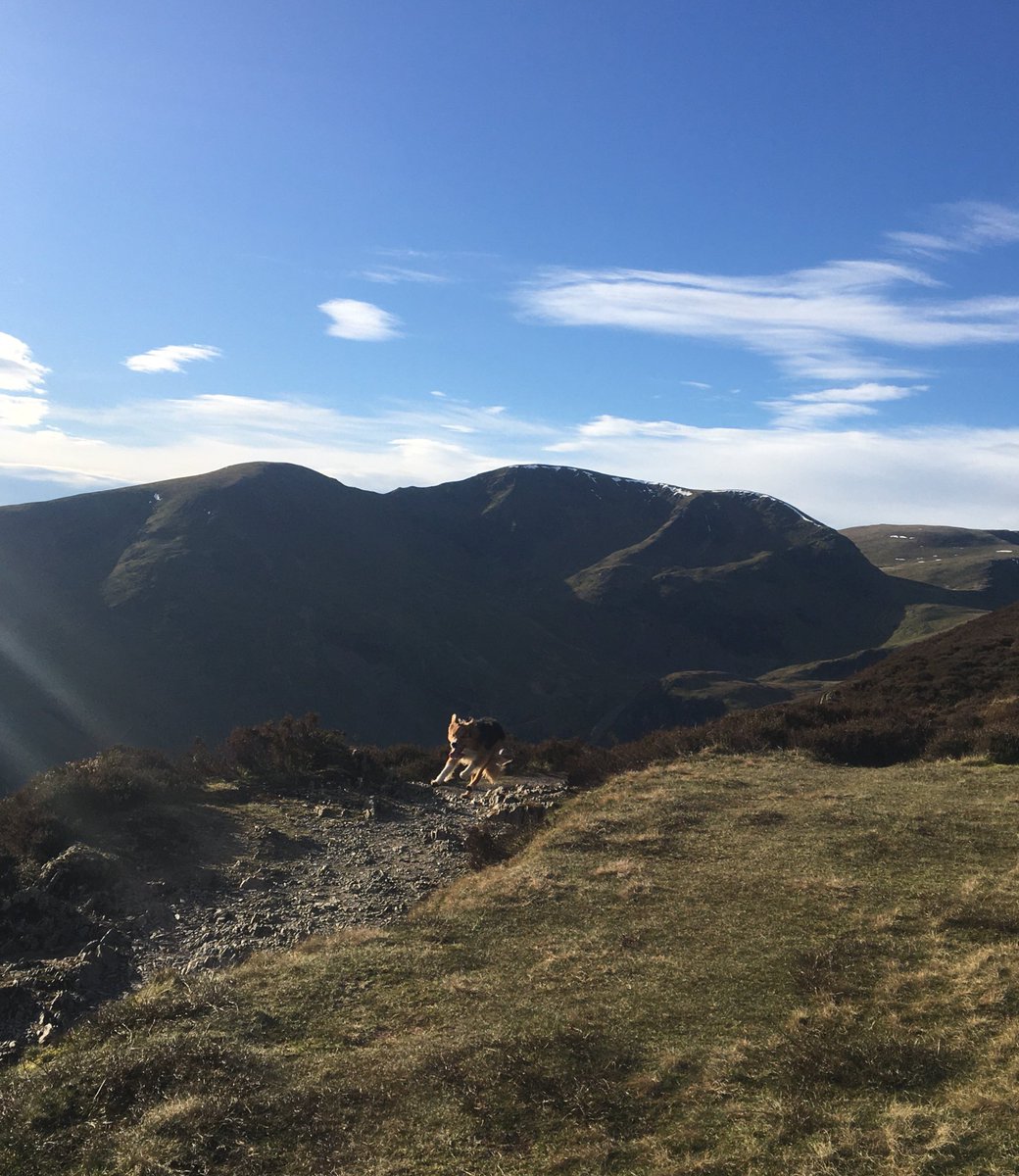 dmasonoutdoors's tweet photo. Out with the ginger prince #griff in the stunning #LakeDistrict mountains. A bit of leisure for a change. #grisedalepike #craghill #sail #highmoss #outerside absolutely beautiful #workingbordercollies on holiday https://t.co/QYrM0HJ6BO