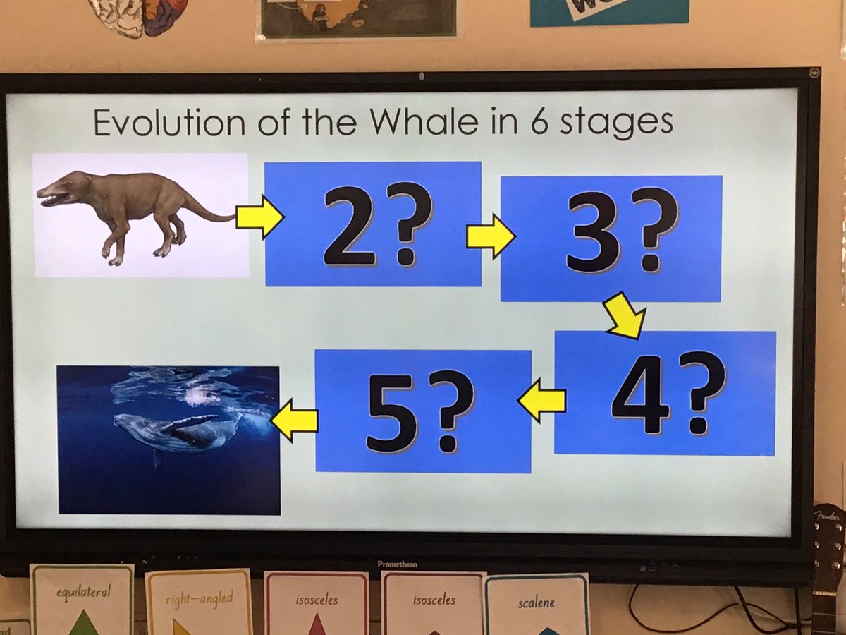 gfprimarycov's tweet photo. Proving you’re never too old for a bit of play dough, 6D worked practically to show some possible stages of evolution for the blue whale. Some fantastic ideas, captured on PicCollage, complete with explanations. #GFSCIENCE #GFICT #everyonelovesplaydough https://t.co/QEdnapBnsM