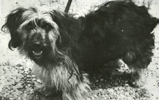 We've got the cutest employee ever for our #ArchivesHistoryCrush! This is Lil' Darlin' the Yorkshire Terrier, who joined MLC in 1985. She was one of Mississippi's first trained Hearing Dogs and worked with Reference Librarian Sherry Dixon. #ArchivesHashtagParty