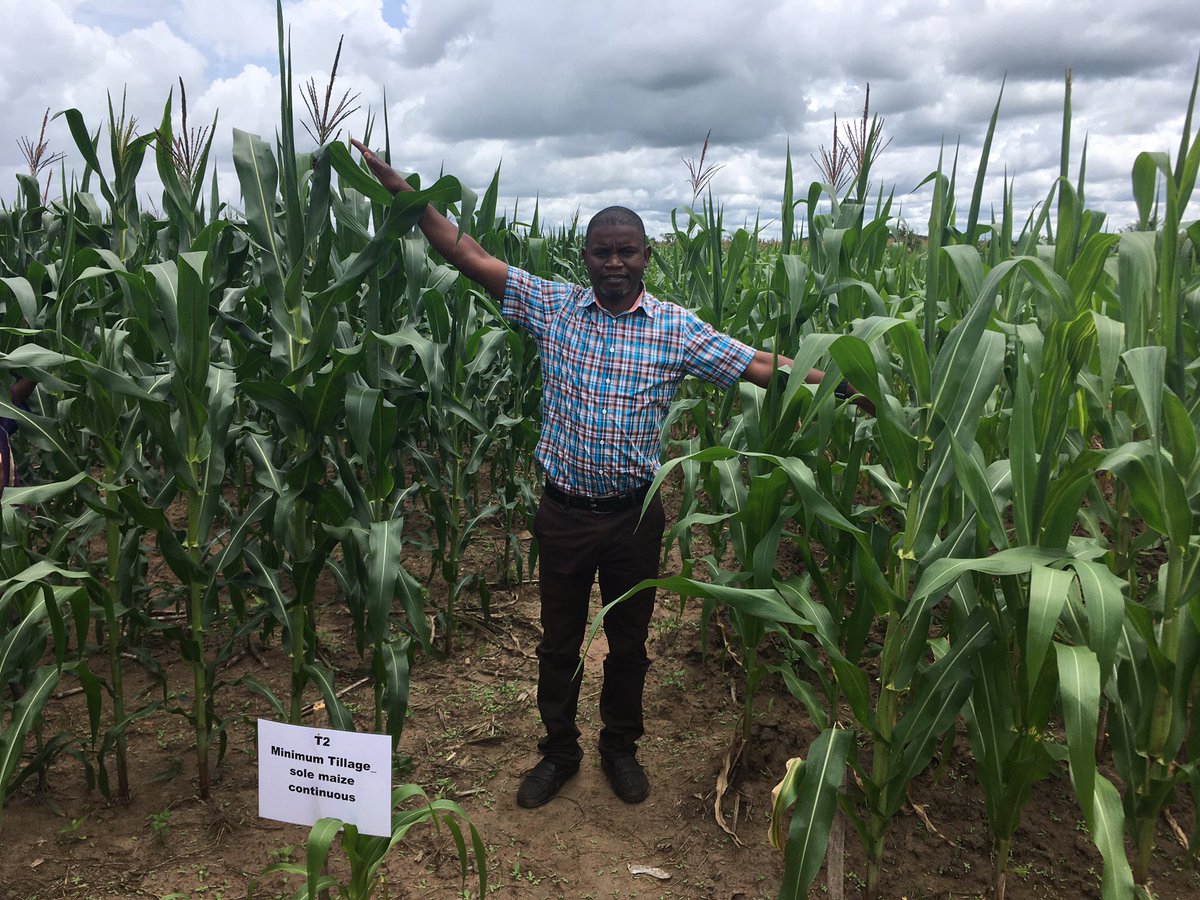 BusyBeeChris's tweet photo. Eight years of research on @ConservationAg in Kapara, Zambia with @CIMMYT now funded by @FeedtheFuture through @IITA_CGIAR @jerry_d_glover. The colors speak for themselves - same variety, time of planting, fertilizer level but only one is sustainable and under CA! https://t.co/zLDuuxhRid