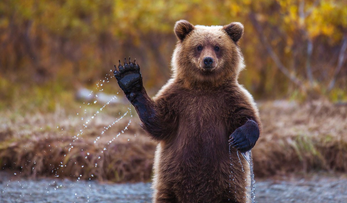 Photo of a brown bear in a stream waving his hand.