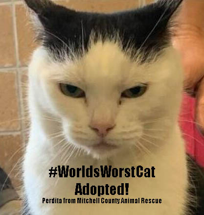 TheNewBarker's tweet photo. Oh, happy Furday! The #WorldsWorstCat has been adopted. See? There's hope for all of us.
Mitchell County Animal Rescue, Inc-North Carolina created a funny social media ad to help promote Perdita's availability for adoption. https://t.co/IlGszyHUS5