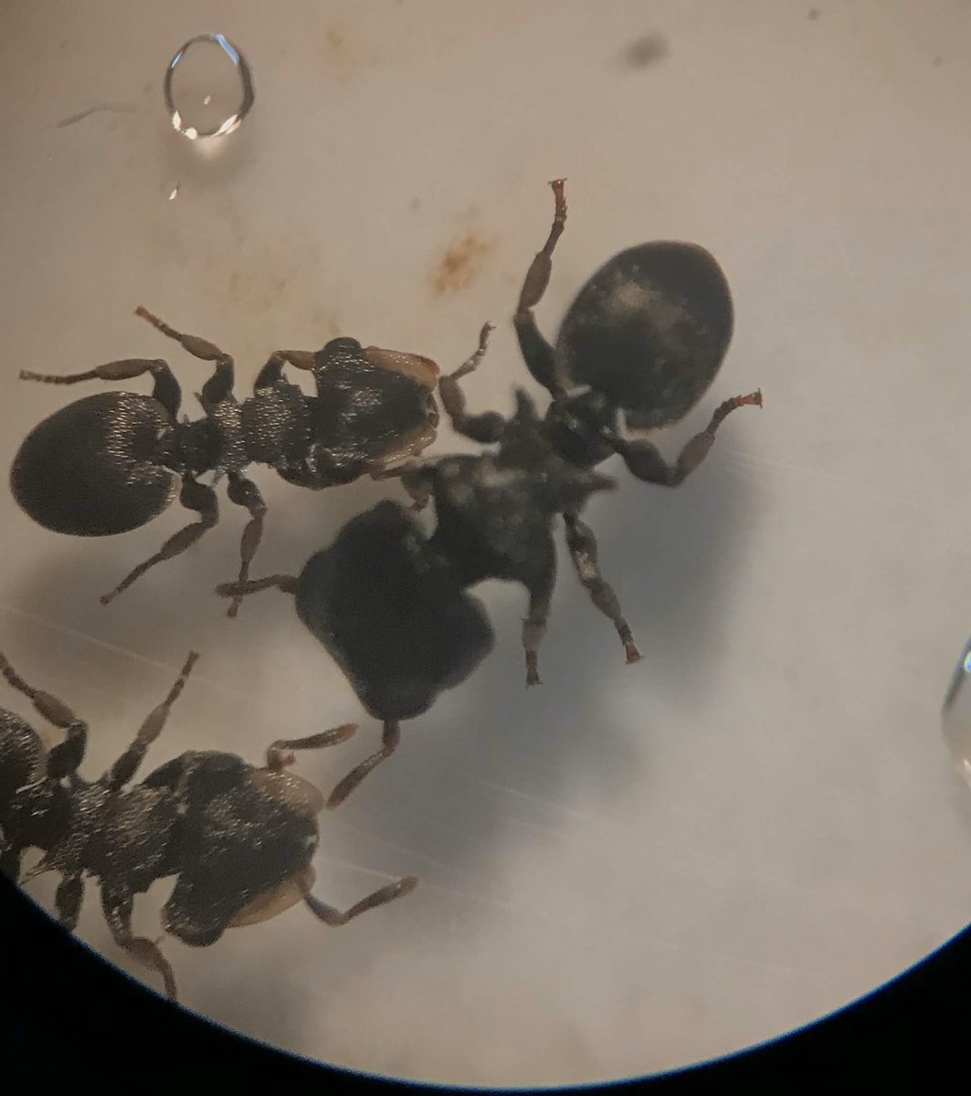 uwcurrielab's tweet photo. @charbarian’s #antfact: #turtleants can morph the shape of their head to block off holes in their colonies to protect against invaders! They’re also super tiny—the dot on Charlotte’s hand is one! #antweek
@UWMadisonCALS @UWMadScience https://t.co/NAq9kDSKUG