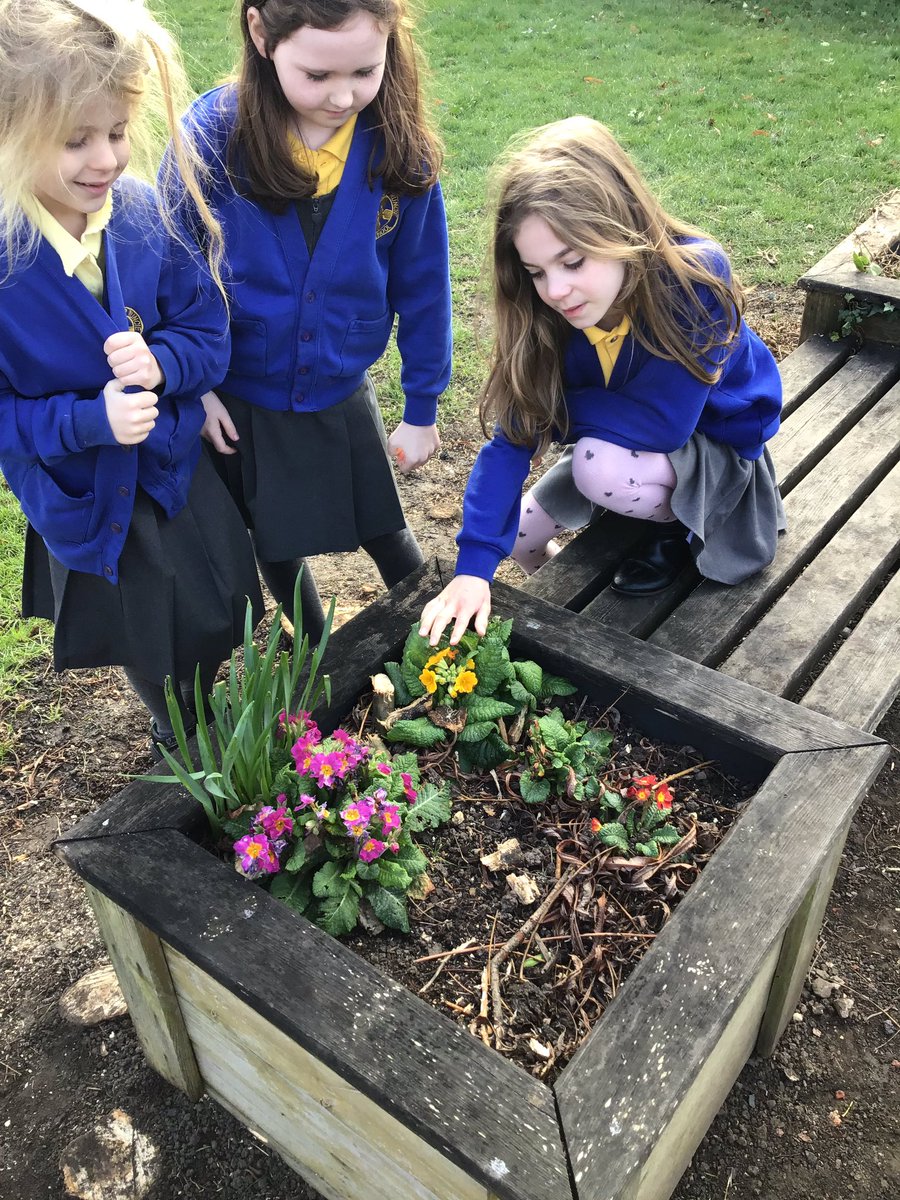 RuncieOf's tweet photo. Today Year 3 explored the new flower beds in the yard and talked about parts of the plant and their function. Hopefully we will be seeing a lot of bees soon 🌸🐝 https://t.co/NLBcVqBmBl
