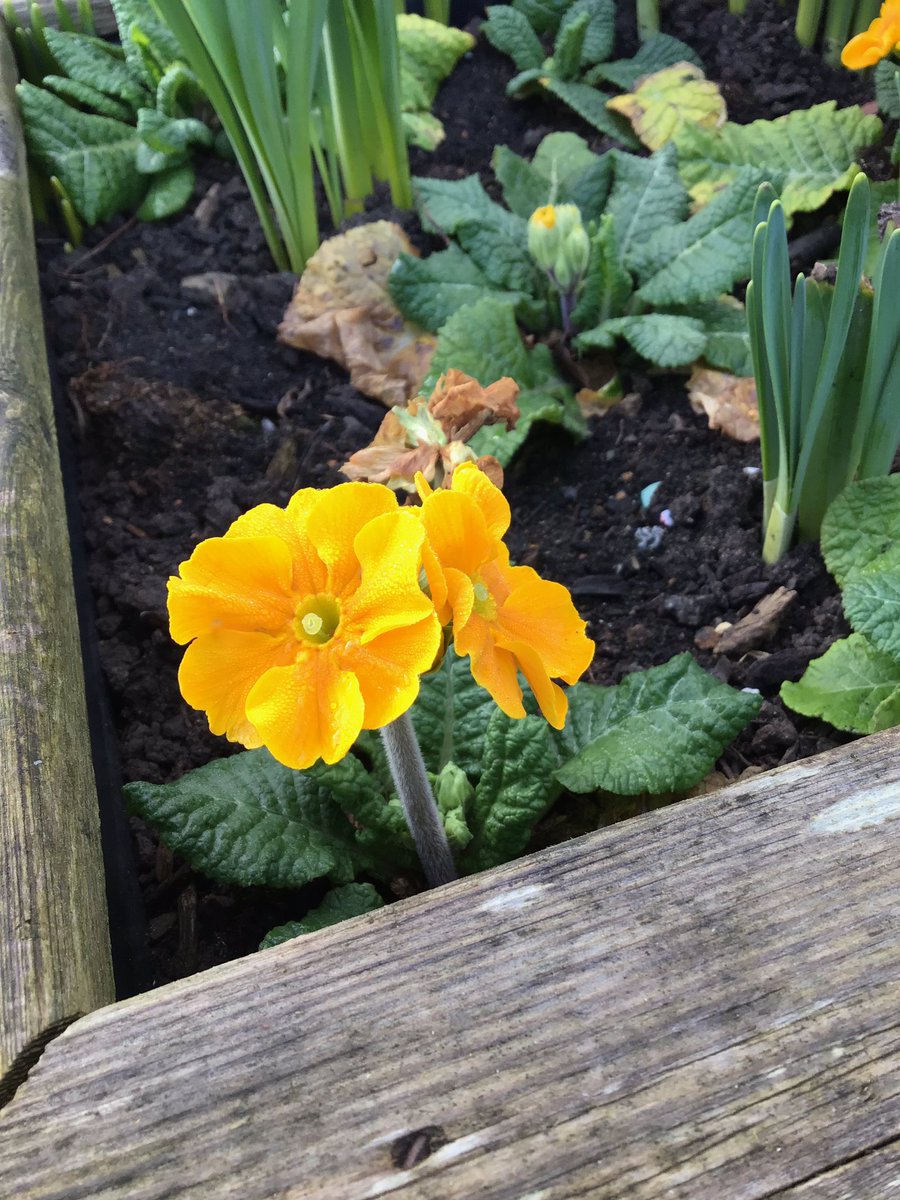 RuncieOf's tweet photo. Today Year 3 explored the new flower beds in the yard and talked about parts of the plant and their function. Hopefully we will be seeing a lot of bees soon 🌸🐝 https://t.co/NLBcVqBmBl