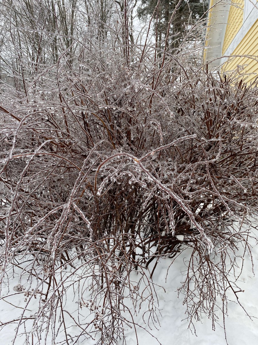 It’s an ICY- ICY Friday! Stay safe everyone! 

#NHWeather #IceStorm #MaxfieldRealEstate #WinterSeason #NewHampshire #IceIceBaby #CenterHarborNH #WolfeboroNH #AltonNH #LakesRegionNH