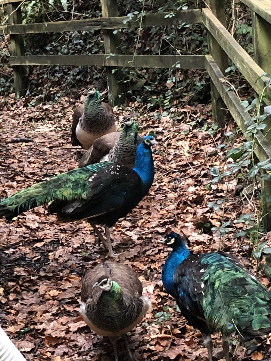 WbccS's tweet photo. These guys are looking beautiful !!#wbbc https://t.co/uDsJUgqFwX