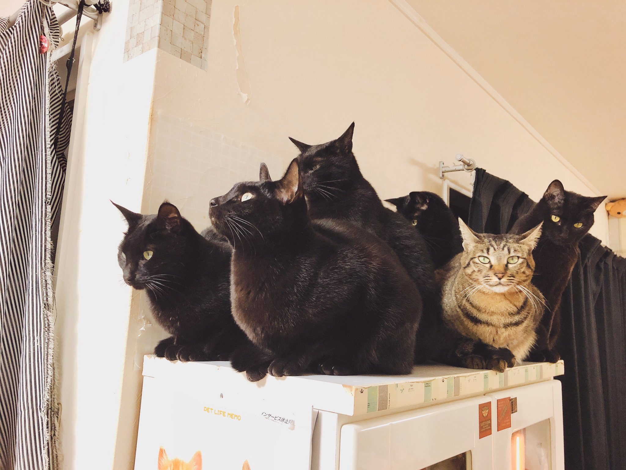 猫 壁掛け 不法侵入 Www Shipsctc Org