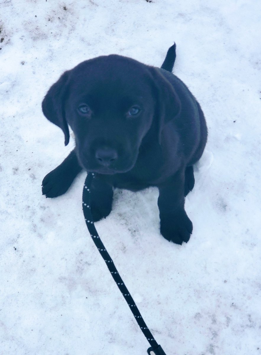 sjeanlynk's tweet photo. @boxycharm #Boxypets 
Meet Dexter, he is 2 months old. He is a Chesapeake Bay Retriever and the newest addition to our furry friends/family. We love him to bits. How can you not? https://t.co/8D6kY6ajH5