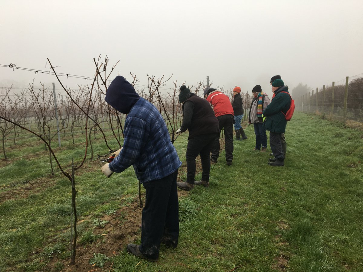 dunesforde's tweet photo. It was fun (and just a little bit random) talking to @joncowap from @BBCYork this morning on the #PWNH Absolutely freezing start for the first day of winter pruning in the vineyard. Six hardy volunteers joined us and now the sun is out and we're going great guns #vineyardlife https://t.co/Y0D00iG2Zu