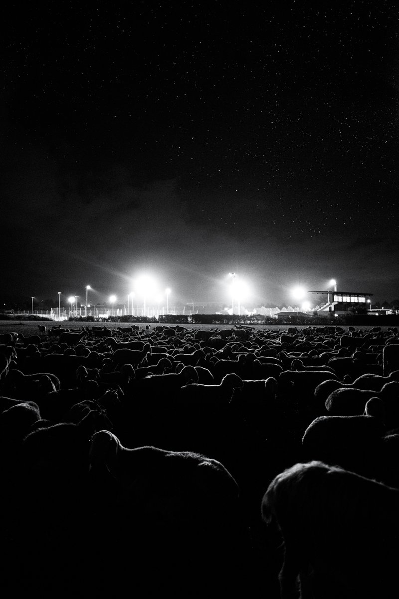 Here we go with a flock enjoying a night concert! 
#sheep #sheepwithoutashepherd #concertphotography #concerto #concerts #nightlife #vitanotturna #lifeisstrange #pecore