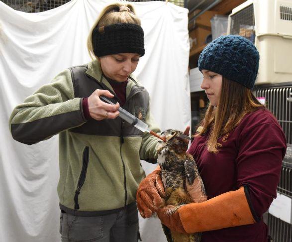 Sandusky Register (@sanduskyregistr) on Twitter photo Castalia-based wildlife rehabilitation nonprofit <a href="/BacktotheWildOH/">Back to the Wild</a> needs financial support from the community to stay in operation. sanduskyregister.com/news/86866/bac… Castalia-based wildlife rehabilitation nonprofit <a href="/BacktotheWildOH/">Back to the Wild</a> needs financial support from the community to stay in operation. sanduskyregister.com/news/86866/bac…