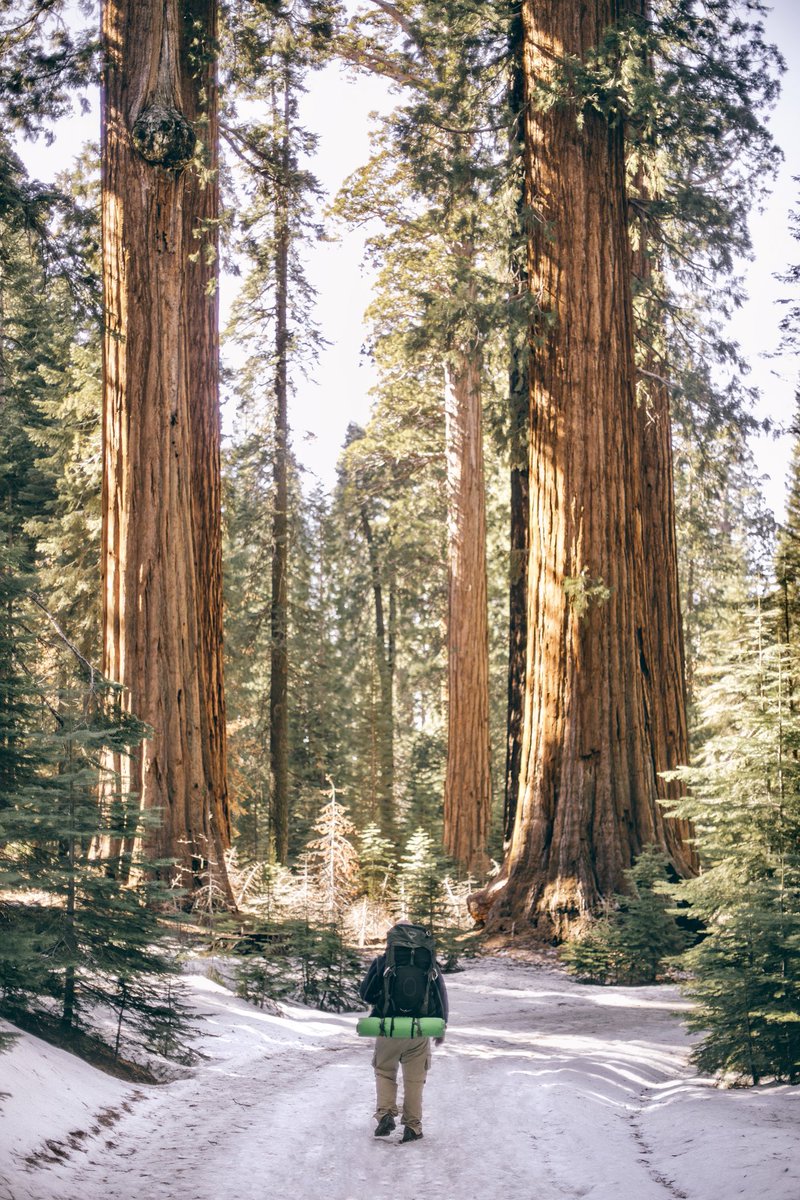 JHumphries__'s tweet photo. Camped among the Giant Sequoias in Mariposa Grove https://t.co/7bKKuqpiMf