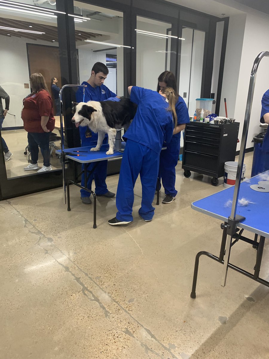 GHSVetAsst's tweet photo. Great day at the GISD State of the District! The Veterinary Assistant Program Team Leads had the opportunity to showcase the program to the community along side many great other programs. @GeorgetownISD @GeorgetownHS @CTEShrek @ccmrgisd @georgetownffa https://t.co/pEzAFAr5Tb