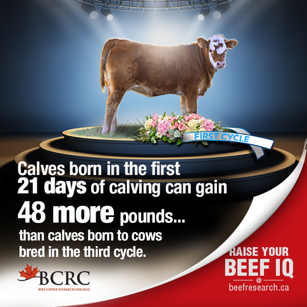 BeefResearch's tweet photo. A prolonged calving season is costly. Tighten up your calving distribution and get a more uniform calf crop and improve reproductive capacity in your cows. Use our calculator to determine what improvements you can make. https://t.co/SJ5dXnFXYN https://t.co/Qt2dKSLWpn