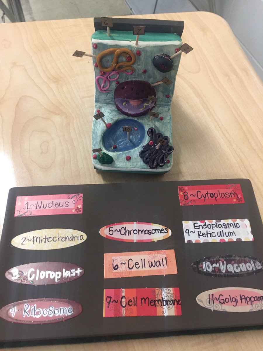 MsJamesLCMS's tweet photo. My students had to create a cell model with an explanation of all the organelle functions and they nailed it‼️ I’m extremely proud of all my classes 😃 https://t.co/7kRfBjLl19