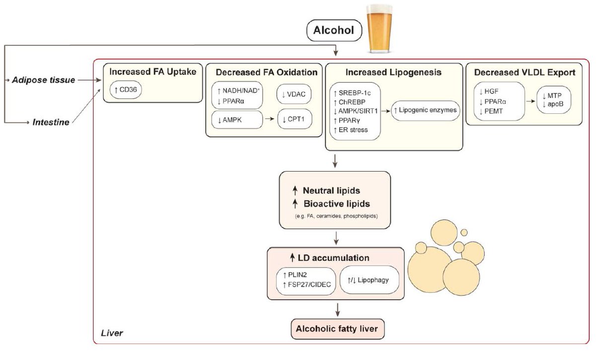 Journal of Lipid Research (@jlipidres) on Twitter photo An excellent review from JLR junior associate editor @RotonyaC and Jeon exploring how #alcohol disturb fat #metabolism in the #liver. - #lipiddroplets #lipids #fattyacids #sphingolipids
bit.ly/373aK7r
<a href="/PennMDForum/">Penn Medicine MD</a> <a href="/PennMedicine/">Penn Medicine</a> An excellent review from JLR junior associate editor @RotonyaC and Jeon exploring how #alcohol disturb fat #metabolism in the #liver. - #lipiddroplets #lipids #fattyacids #sphingolipids
bit.ly/373aK7r
<a href="/PennMDForum/">Penn Medicine MD</a> <a href="/PennMedicine/">Penn Medicine</a>