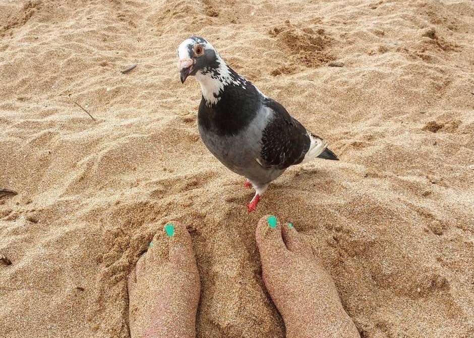 a_london_pigeon's tweet photo. #FeetsFriday #Hawaii2016 https://t.co/KVKbtcw40I