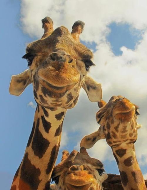 SQUAD ❤️🦒

#giraffe #squad #giraffes #FridayFeeling #giraffelove