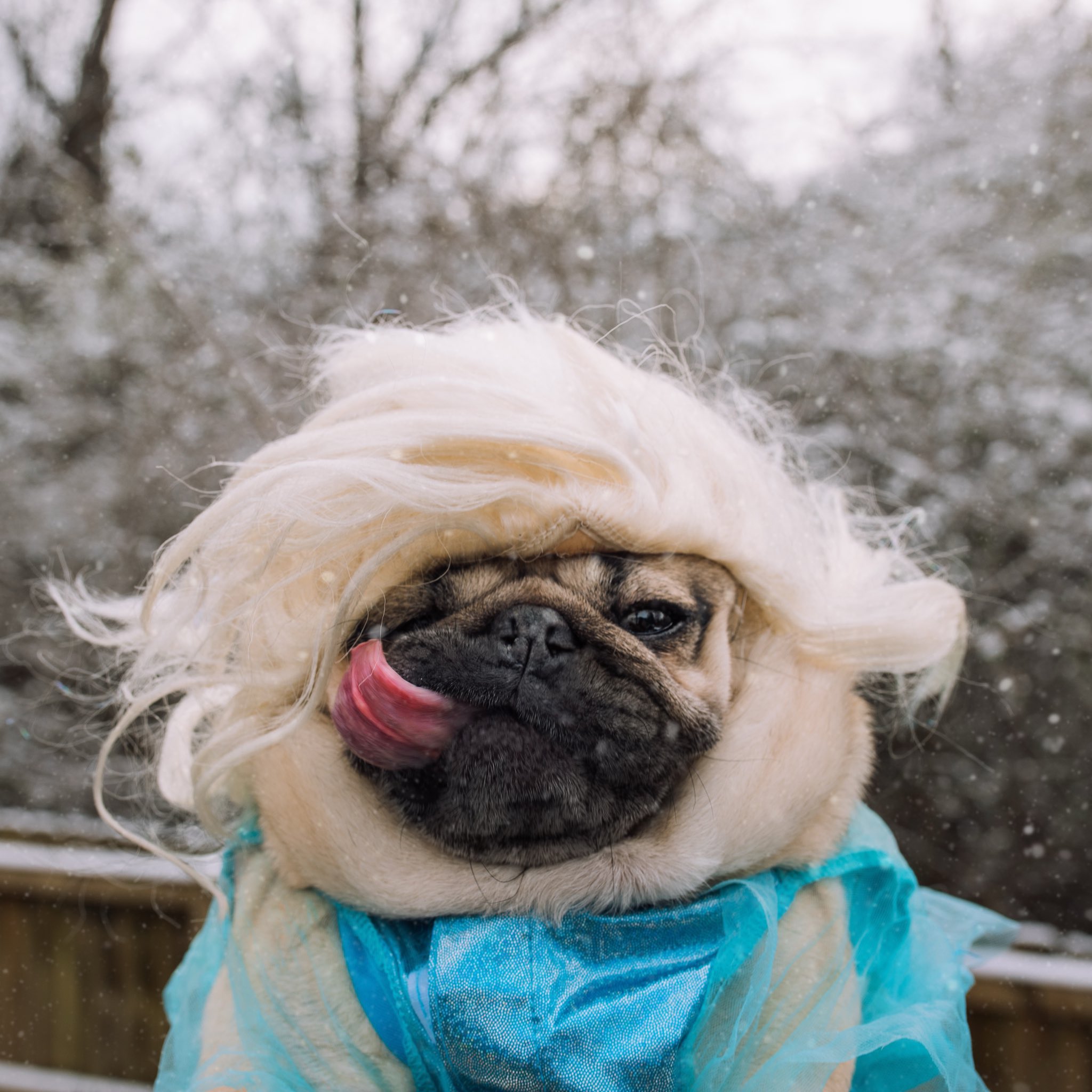Doug the pug hoodie clearance