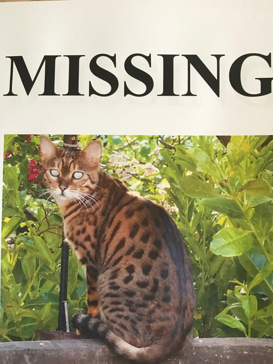 Jill Hilton🇺🇦🐝 (@hilton_jill) on Twitter photo Our beautiful boy has been missing from Drummersdale Lane, Scarisbrick since 29 Jan 👀 Have you seen him? 😢
#Scarisbrick #Bescar #NewLane #Burscough
<a href="/BurscoughPriory/">Burscough Priory Academy</a> <a href="/BurscoughNews/">Burscough News</a> Our beautiful boy has been missing from Drummersdale Lane, Scarisbrick since 29 Jan 👀 Have you seen him? 😢
#Scarisbrick #Bescar #NewLane #Burscough
<a href="/BurscoughPriory/">Burscough Priory Academy</a> <a href="/BurscoughNews/">Burscough News</a>