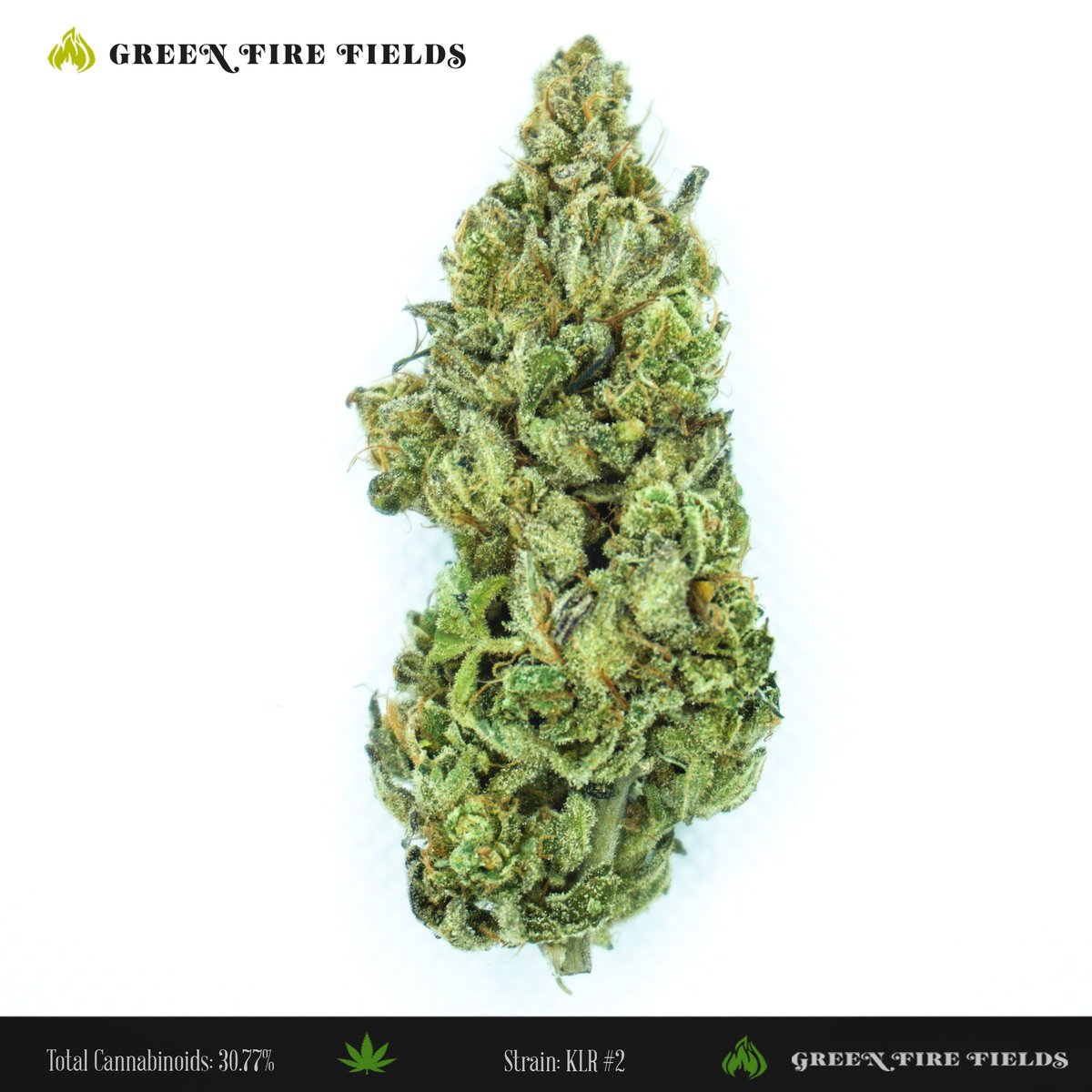 greenfirefields's tweet photo. Try our high-spirited KLR #2 strain for an energizing creative boost! Available now at https://t.co/O6YBMLgqVJ. ⛽ 🔥💨 #greenfirefields #cbdflower #cbdhemp https://t.co/pBDzQ7dJAw