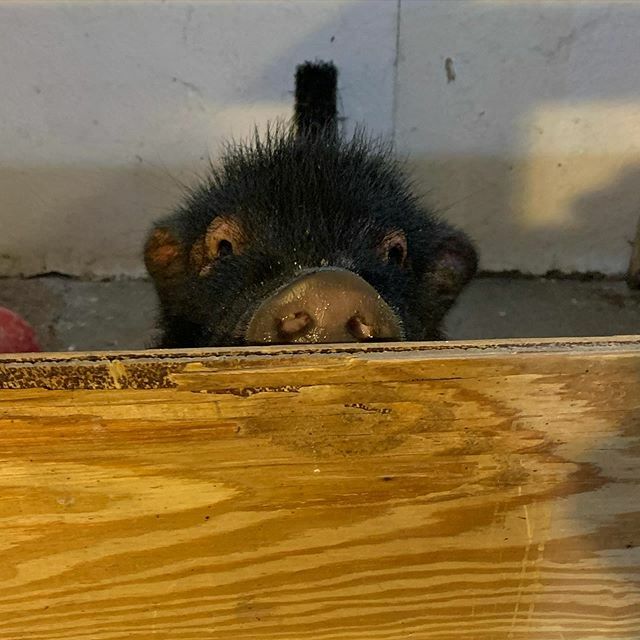 Well hello Steve! #critterbarn #potbellypig ift.tt/38jpdO5