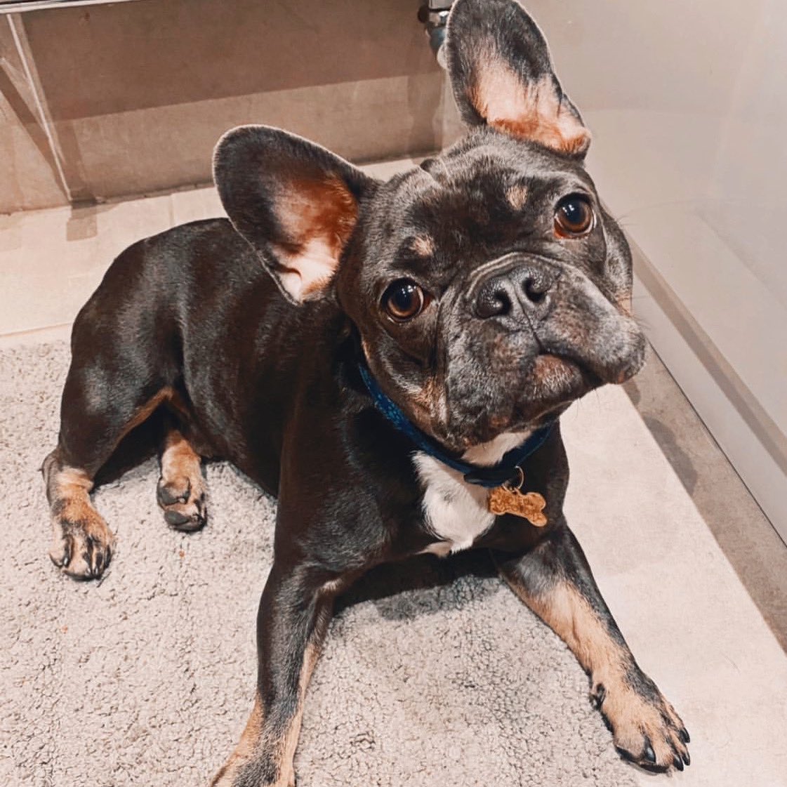 DoubleTreeKCOP's tweet image. At DoubleTree by Hilton Kansas City - Overland Park, we are happy to give your furry friends a DoubleTree pet-friendly welcome!

Thank you to @thefrenchiemateo for being an honorary member of our furry friend fam 🐾 #petfriendly #frenchie #pets