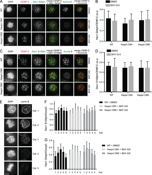Journal of Cell Biology (@jcellbiol) on Twitter photo Hadders et al <a href="/UMCUtrecht/">UMC Utrecht</a> demonstrate that the kinases Haspin and Bub1 recruit separate pools of Aurora B to #centromeres of human cells bit.ly/3863ybO Hadders et al <a href="/UMCUtrecht/">UMC Utrecht</a> demonstrate that the kinases Haspin and Bub1 recruit separate pools of Aurora B to #centromeres of human cells bit.ly/3863ybO