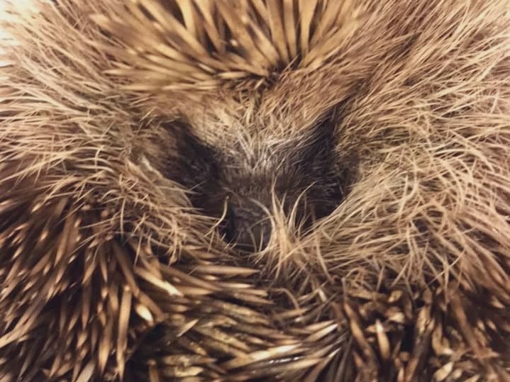 Jackson’s Animal Rescue tweet media